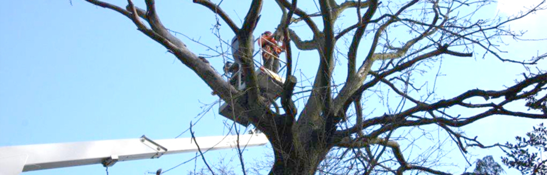 Tree surgeon performing work on a tree.